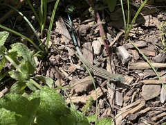 Aspidoscelis neomexicanus