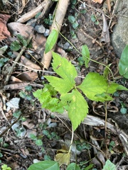 Cryptotaenia canadensis