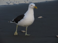 Larus dominicanus dominicanus