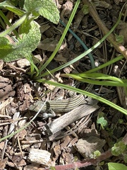 Aspidoscelis neomexicanus