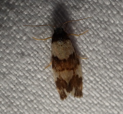 Philenora aspectalella