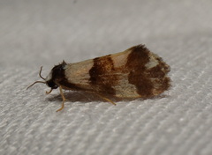 Philenora aspectalella