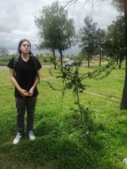 Vachellia farnesiana