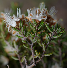 Phebalium tuberculosum