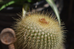 Parodia lenninghausii