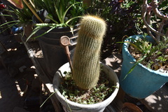 Parodia lenninghausii