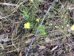 Hibbertia linearis