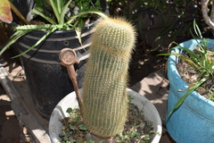 Parodia lenninghausii