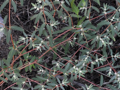 Euphorbia pediculifera