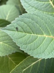 Myrmentoma