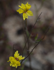 Goodenia berardiana