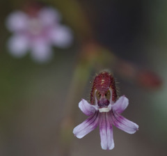 Goodenia cycnopotamica