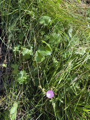 Sidalcea glaucescens