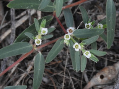 Euphorbia pediculifera