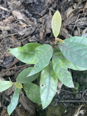 Beilschmiedia tarairi