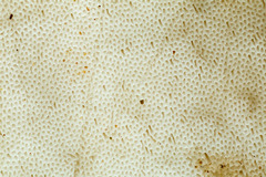 Microporellus