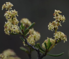 Trymalium daphnifolium