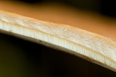 Microporellus