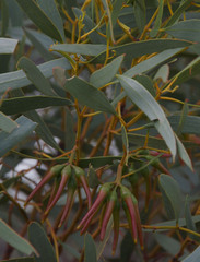 Eucalyptus tenera