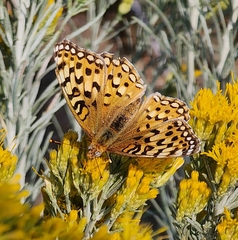 Speyeria coronis