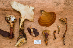 Microporellus