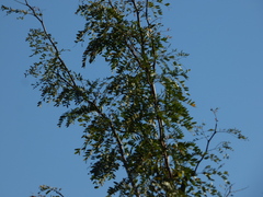 Gleditsia aquatica