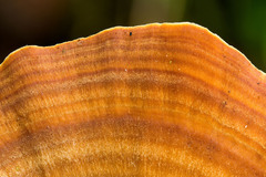 Microporellus