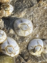 Balanomorpha