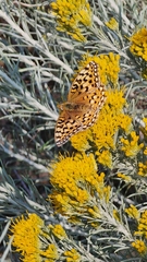 Speyeria coronis