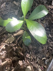 Corynocarpus laevigatus