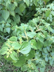 Acalypha ostryifolia