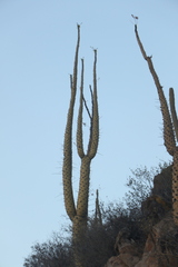 Fouquieria columnaris