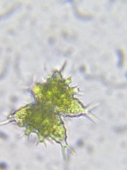 Staurastrum furcatum