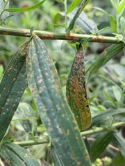 Coleosporium solidaginis