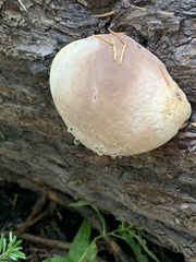 Cryptoporus volvatus