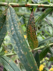 Coleosporium solidaginis