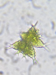 Staurastrum furcatum