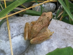 Rana italica