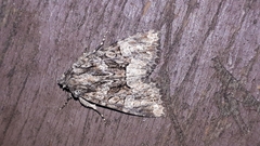 Platypolia mactata