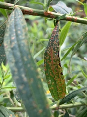 Coleosporium solidaginis