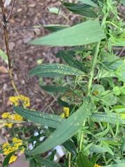 Coleosporium solidaginis