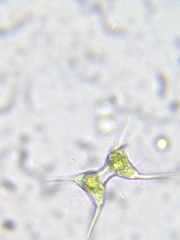 Staurodesmus extensus