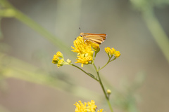 Copaeodes aurantiaca