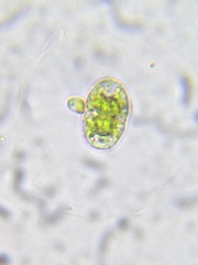 Cosmarium subcucumis