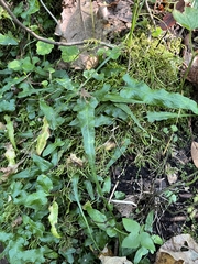 Asplenium rhizophyllum