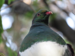 Hemiphaga novaeseelandiae novaeseelandiae