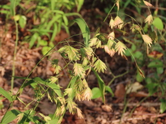 Chasmanthium latifolium