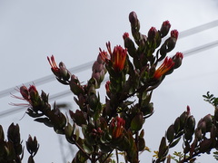 Tristerix longibracteatus