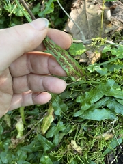 Asplenium rhizophyllum
