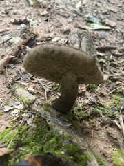 Tylopilus alboater